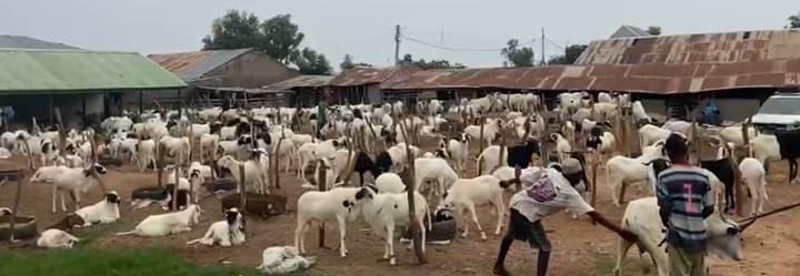 Low Patronage Hits Ram Market in Yola Ahead of Eid al-Kabir